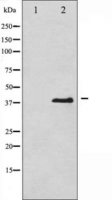 EIF2S1 Antibody - Western blot analysis of eIF2 alpha phosphorylation expression in IFN-a treated K562 whole cells lysates. The lane on the left is treated with the antigen-specific peptide.