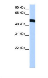 EIF2S2 Antibody - HepG2 cell lysate. Antibody concentration: 1.0 ug/ml. Gel concentration: 12%.  This image was taken for the unconjugated form of this product. Other forms have not been tested.