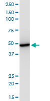 EIF2S2 Antibody - EIF2S2 monoclonal antibody (M09), clone 2F3. Western blot of EIF2S2 expression in PC-12.