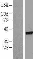 EIF2S2 Protein - Western validation with an anti-DDK antibody * L: Control HEK293 lysate R: Over-expression lysate