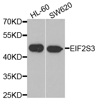 EIF2S3 / EIF2G Antibody - Western blot blot of extracts of various cell lines, using EIF2S3 antibody.