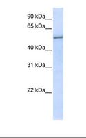 EIF2S3 / EIF2G Antibody - Transfected 293T cell lysate. Antibody concentration: 1.0 ug/ml. Gel concentration: 12%.  This image was taken for the unconjugated form of this product. Other forms have not been tested.