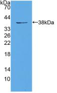 EIF3A Antibody - Western Blot; Sample: Recombinant EIF3A, Mouse.