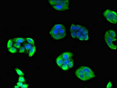 EIF3A Antibody - Immunofluorescent analysis of PC3 cells diluted at 1:100 and Alexa Fluor 488-congugated AffiniPure Goat Anti-Rabbit IgG(H+L)