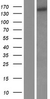 EIF3A Protein - Western validation with an anti-DDK antibody * L: Control HEK293 lysate R: Over-expression lysate