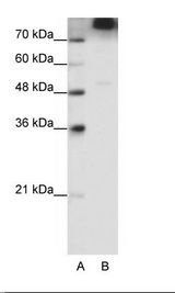 EIF3B Antibody - A: Marker, B: 293T Cell Lysate.  This image was taken for the unconjugated form of this product. Other forms have not been tested.