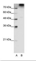 EIF3B Antibody - A: Marker, B: 293T Cell Lysate.  This image was taken for the unconjugated form of this product. Other forms have not been tested.