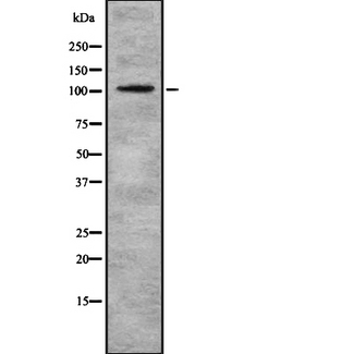 EIF3B Antibody - Western blot analysis of EIF3B using COS7 whole cells lysates