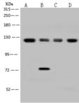 EIF3B Antibody - Anti-EIF3B rabbit polyclonal antibody at 1:500 dilution. Lane A: 293T Whole Cell Lysate. Lane B: Jurkat Whole Cell Lysate. Lane C: Hela Whole Cell Lysate. Lane D: HepG2 Whole Cell Lysate. Lysates/proteins at 30 ug per lane. Secondary: Goat Anti-Rabbit IgG (H+L)/HRP at 1/10000 dilution. Developed using the ECL technique. Performed under reducing conditions. Predicted band size: 92 kDa. Observed band size: 120 kDa.