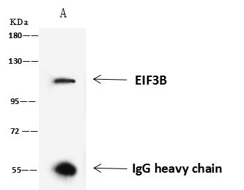 EIF3B Antibody - EIF3B was immunoprecipitated using: Lane A: 0.5 mg 293T Whole Cell Lysate. 4 uL anti-EIF3B rabbit polyclonal antibody and 60 ug of Immunomagnetic beads Protein A/G. Primary antibody: Anti-EIF3B rabbit polyclonal antibody, at 1:100 dilution. Secondary antibody: Goat Anti-Rabbit IgG (H+L)/HRP at 1/10000 dilution. Developed using the ECL technique. Performed under reducing conditions. Predicted band size: 92 kDa. Observed band size: 120 kDa.
