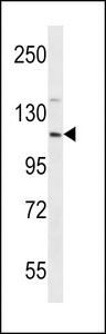 EIF3C / EIF3S8 Antibody - EIF3CL Antibody western blot of K562 cell line lysates (35 ug/lane). The EIF3CL antibody detected the EIF3CL protein (arrow).
