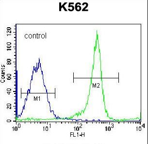 EIF3C / EIF3S8 Antibody - EIF3CL Antibody flow cytometry of K562 cells (right histogram) compared to a negative control cell (left histogram). FITC-conjugated goat-anti-rabbit secondary antibodies were used for the analysis.