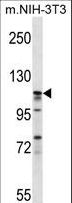 EIF3C / EIF3S8 Antibody - EIF3C Antibody western blot of mouse NIH-3T3 cell line lysates (35 ug/lane). The EIF3C antibody detected the EIF3C protein (arrow).