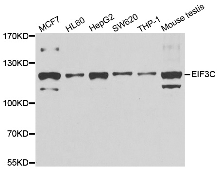 EIF3C / EIF3S8 Antibody - Western blot analysis of extracts of various cell lines.