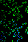EIF3C / EIF3S8 Antibody - Immunofluorescence analysis of U20S cells.