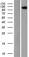 EIF3C / EIF3S8 Protein - Western validation with an anti-DDK antibody * L: Control HEK293 lysate R: Over-expression lysate