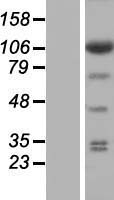 EIF3C / EIF3S8 Protein - Western validation with an anti-DDK antibody * L: Control HEK293 lysate R: Over-expression lysate