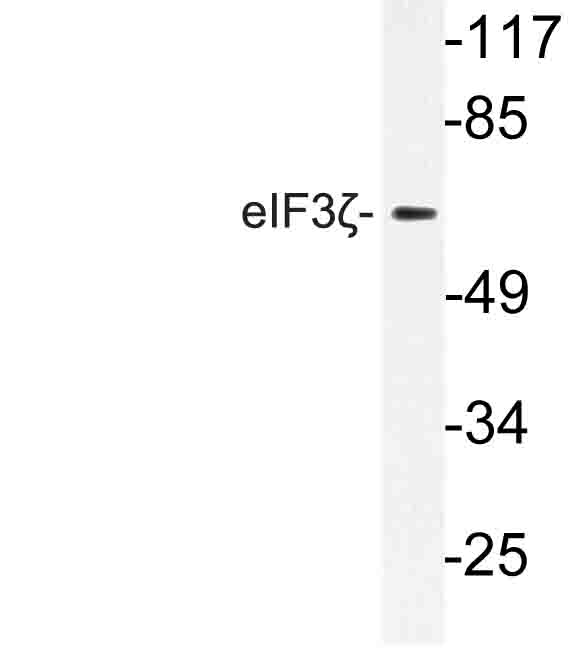 EIF3D Antibody - Western blot of eIF3 (R135) pAb in extracts from 3T3 cells.