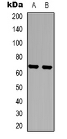 EIF3D Antibody - Western blot analysis of EIF3D expression in HeLa (A); NIH3T3 (B) whole cell lysates.