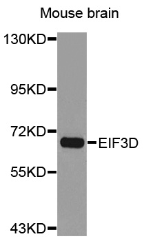 EIF3D Antibody - Western blot analysis of extracts of Mouse brain cell lines.