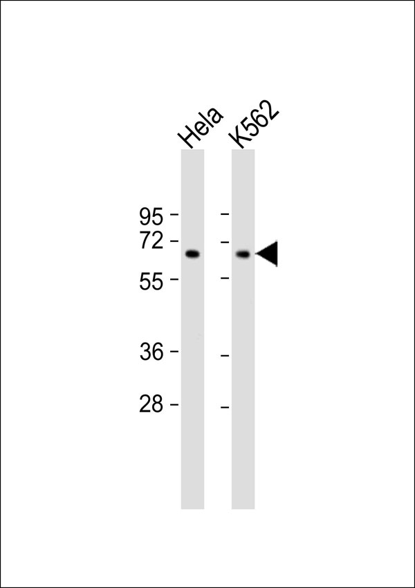 EIF3D Antibody - All lanes: Anti-EIF3D Antibody at 1:1000 dilution. Lane 1: HeLa whole cell lysate. Lane 2: K562 whole cell lysate Lysates/proteins at 20 ug per lane. Secondary Goat Anti-Rabbit IgG, (H+L), Peroxidase conjugated at 1:10000 dilution. Predicted band size: 64 kDa. Blocking/Dilution buffer: 5% NFDM/TBST.