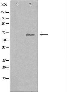 EIF3D Antibody - Western blot analysis of extracts of 3T3 cells using EIF3D antibody.