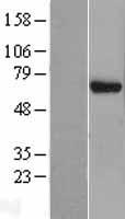 EIF3D Protein - Western validation with an anti-DDK antibody * L: Control HEK293 lysate R: Over-expression lysate
