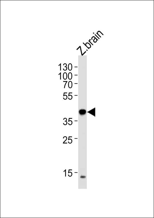 EIF3E Antibody - (DANRE) eif3eb Antibody western blot of zebra fish brain tissue lysates (35 ug/lane). The (DANRE) eif3eb antibody detected the (DANRE) eif3eb protein (arrow).