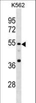 EIF3E Antibody - EIF3E Antibody western blot of K562 cell line lysates (35 ug/lane). The EIF3E antibody detected the EIF3E protein (arrow).