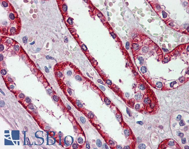 EIF3E Antibody - Anti-EIF3E antibody IHC of human kidney. Immunohistochemistry of formalin-fixed, paraffin-embedded tissue after heat-induced antigen retrieval. Antibody concentration 5 ug/ml.  This image was taken for the unconjugated form of this product. Other forms have not been tested.