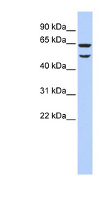 EIF3E Antibody - EIF3E antibody Western blot of 293T cell lysate. This image was taken for the unconjugated form of this product. Other forms have not been tested.