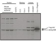 EIF3E Antibody - Anti-eIF3S6/Int6 Antibody - Western Blot. Western blot of affinity purified anti-eIF3S6/Int6 antibody shows detection of endogenous eIF3S6/Int6 in whole cell extracts from murine (HC-11 and NIH3T3), monkey (CV-1 and Cos-1), and human (HEK293T) cell lines as well as over-expressed eIF3S6/Int6 (control transfected flag-tagged Int6). The identity of the higher and lower molecular weight bands is unknown. The band at ~48 kD, indicated by the arrowhead, corresponds to flag-tagged EIF3S6/Int6. Primary antibody was used at 1:1000. Personal communication, J. Lee, NCI, Bethesda, MD.