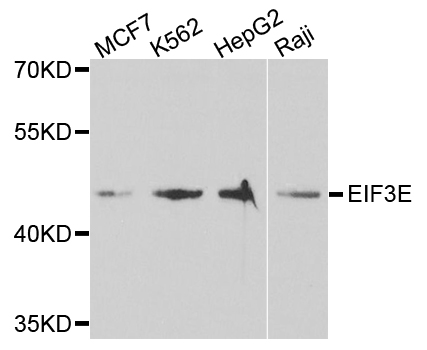 EIF3E Antibody - Western blot analysis of extracts of various cells.