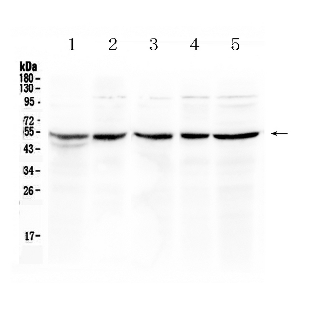 EIF3E Antibody - Western blot - Anti-EIF3e Picoband Antibody