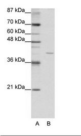 EIF3G Antibody - A: Marker, B: HepG2 Cell Lysate.  This image was taken for the unconjugated form of this product. Other forms have not been tested.