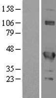 EIF3G Protein - Western validation with an anti-DDK antibody * L: Control HEK293 lysate R: Over-expression lysate