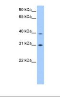 EIF3H / EIF3S3 Antibody - Fetal brain cell lysate. Antibody concentration: 1.0 ug/ml. On concentration: 12%.  This image was taken for the unconjugated form of this product. Other forms have not been tested.