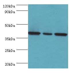 EIF3H / EIF3S3 Antibody - Western blot. All lanes: EIF3H antibody at 7 ug/ml. Lane 1: NIH3T3 whole cell lysate. Lane 2: Rat brain tissue. Lane 3: U251whole cell lysate. Secondary antibody: Goat polyclonal to rabbit at 1:10000 dilution. Predicted band size: 40 kDa. Observed band size: 40 kDa.