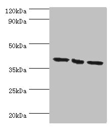 EIF3H / EIF3S3 Antibody - Western blot All lanes: EIF3H antibody at 7µg/ml Lane 1: NIH/3T3 whole cell lysate Lane 2: Rat brain tissue Lane 3: U251whole cell lysate Secondary Goat polyclonal to rabbit IgG at 1/10000 dilution Predicted band size: 40 kDa Observed band size: 40 kDa