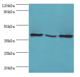 EIF3H / EIF3S3 Antibody - Western blot. All lanes: EIF3H antibody at 6 ug/ml. Lane 1: NIH3T3 whole cell lysate. Lane 2: Rat brain tissue. Lane 3: U251 whole cell lysate. Secondary antibody: Goat polyclonal to rabbit at 1:10000 dilution. Predicted band size: 40 kDa. Observed band size: 40 kDa.