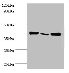 EIF3H / EIF3S3 Antibody - Western blot All lanes: EIF3H antibody at 6µg/ml Lane 1: NIH/3T3 whole cell lysate Lane 2: Rat brain tissue Lane 3: U251 whole cell lysate Secondary Goat polyclonal to rabbit IgG at 1/10000 dilution Predicted band size: 40 kDa Observed band size: 40 kDa