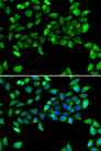EIF3H / EIF3S3 Antibody - Immunofluorescence analysis of U20S cells.