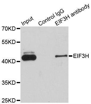 EIF3H / EIF3S3 Antibody - Immunoprecipitation analysis of 200ug extracts of Jurkat cells.