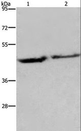 EIF3H / EIF3S3 Antibody - Western blot analysis of Human adrenal pheochromocytoma and fetal brain tissue, using EIF3H Polyclonal Antibody at dilution of 1:1150.