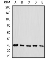 EIF3H / EIF3S3 Antibody - Western blot analysis of eIF3H expression in HL60 (A); HT29 (B); NIH3T3 (C); mouse testis (D); rat spleen (E) whole cell lysates.