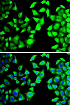 EIF3H / EIF3S3 Antibody - Immunofluorescence analysis of MCF7 cells using EIF3H antibody. Blue: DAPI for nuclear staining.
