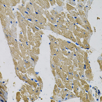 EIF3H / EIF3S3 Antibody - Immunohistochemistry of paraffin-embedded mouse heart using EIF3H Antibody at dilution of 1:100 (40x lens).