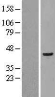 EIF3H / EIF3S3 Protein - Western validation with an anti-DDK antibody * L: Control HEK293 lysate R: Over-expression lysate