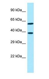 EIF3I / EIF3S2 Antibody - EIF3I / EIF3S2 antibody Western Blot of HeLa.  This image was taken for the unconjugated form of this product. Other forms have not been tested.