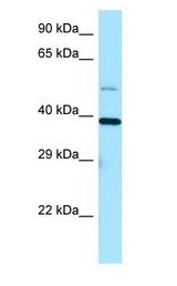 EIF3I / EIF3S2 Antibody - EIF3I / EIF3S2 antibody Western Blot using HepG2 cell lysate at 1.0 ug/ml..  This image was taken for the unconjugated form of this product. Other forms have not been tested.
